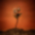 rose still life